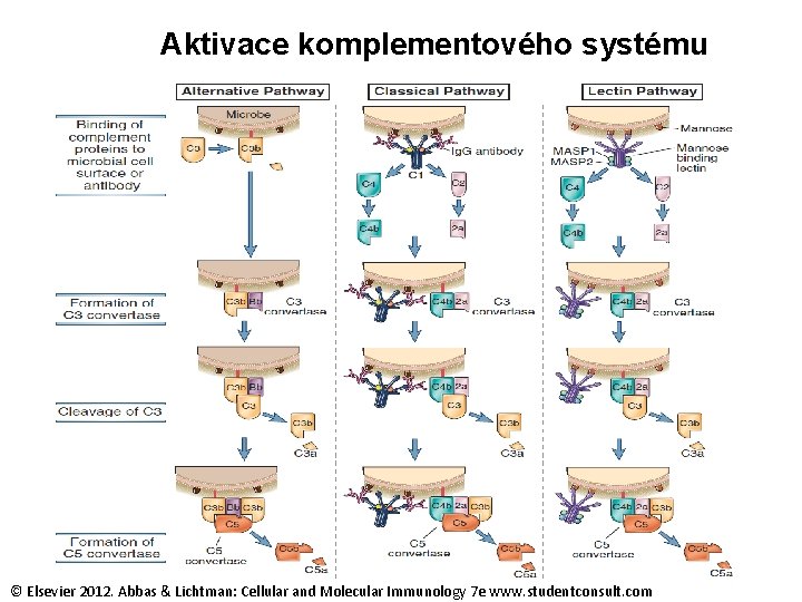 Aktivace komplementového systému membranolytický komplex © Elsevier 2012. Abbas & Lichtman: Cellular and Molecular