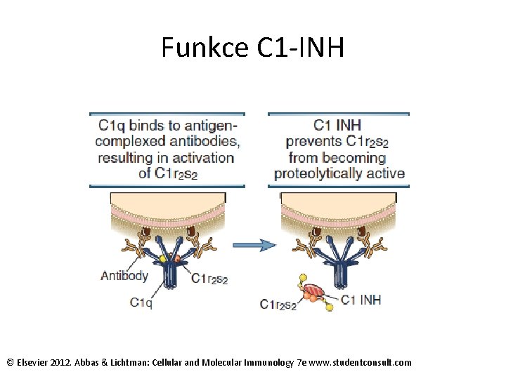 Funkce C 1 -INH © Elsevier 2012. Abbas & Lichtman: Cellular and Molecular Immunology