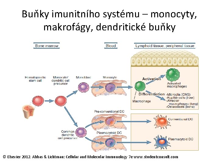 Buňky imunitního systému – monocyty, makrofágy, dendritické buňky © Elsevier 2012. Abbas & Lichtman: