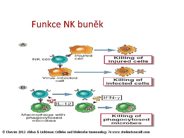 Funkce NK buněk © Elsevier 2012. Abbas & Lichtman: Cellular and Molecular Immunology 7