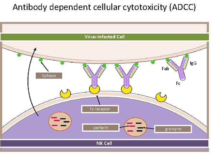 Antibody dependent cellular cytotoxicity (ADCC) Virus-infected Cell Ig. G Fab Epitope Fc Fc receptor