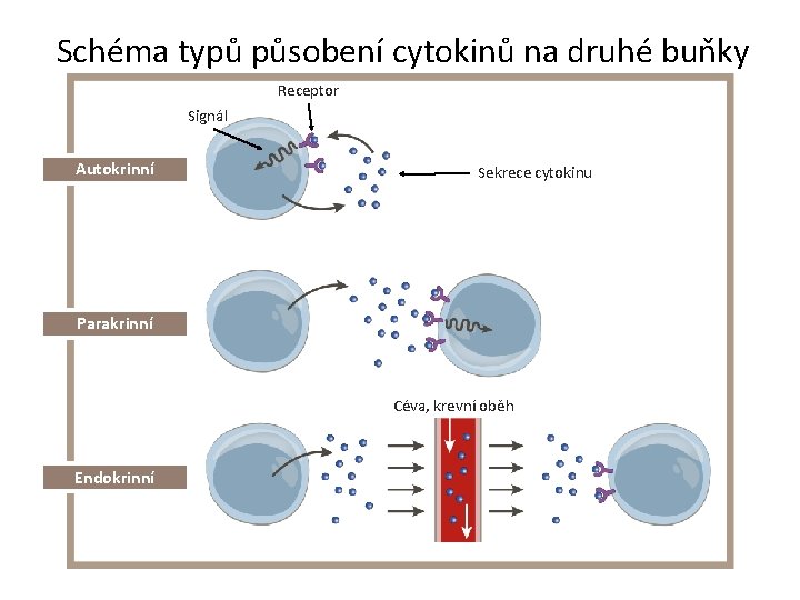 Schéma typů působení cytokinů na druhé buňky Receptor Signál Autokrinní Sekrece cytokinu Parakrinní Céva,