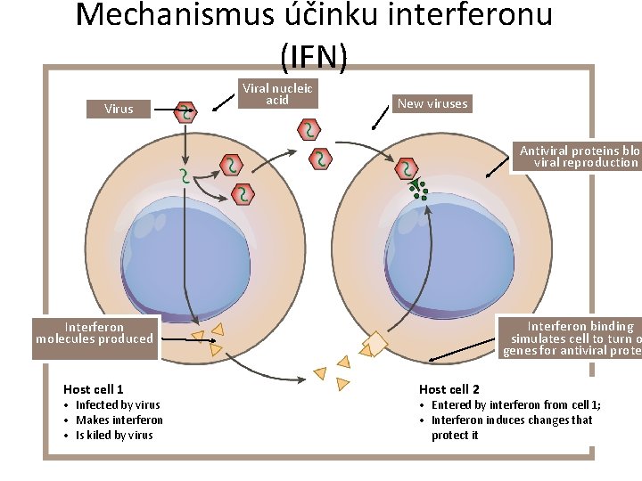 Mechanismus účinku interferonu (IFN) Virus Viral nucleic acid New viruses Antiviral proteins bloc viral