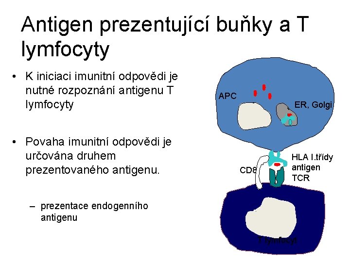 Antigen prezentující buňky a T lymfocyty • K iniciaci imunitní odpovědi je nutné rozpoznání