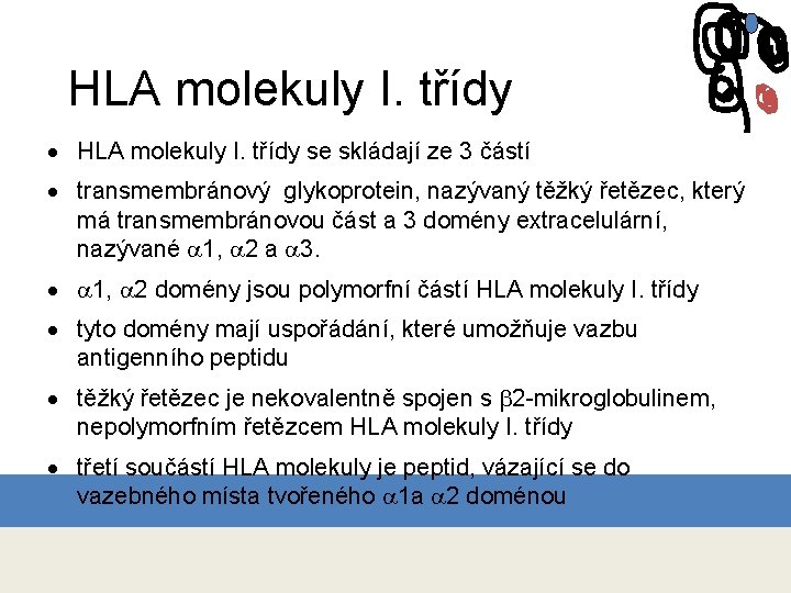 HLA molekuly I. třídy · HLA molekuly I. třídy se skládají ze 3 částí