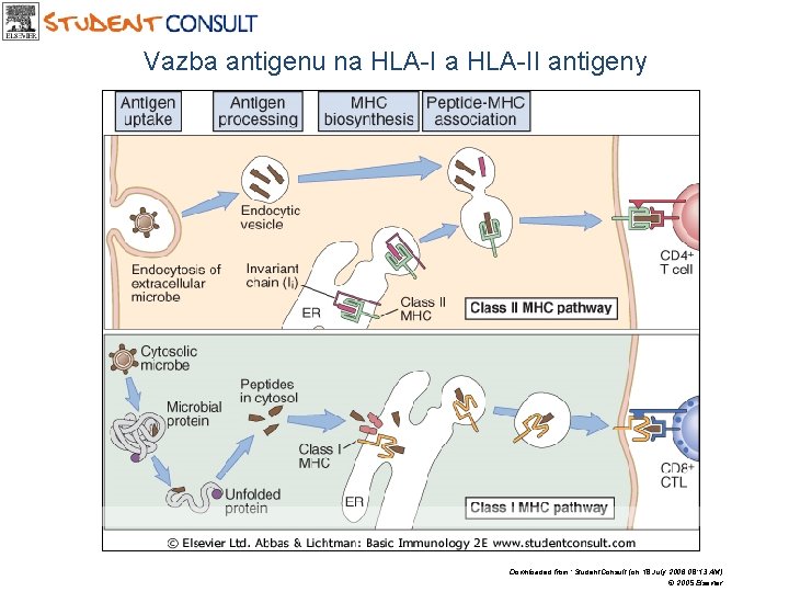 Vazba antigenu na HLA-II antigeny Downloaded from: Student. Consult (on 18 July 2006 08: