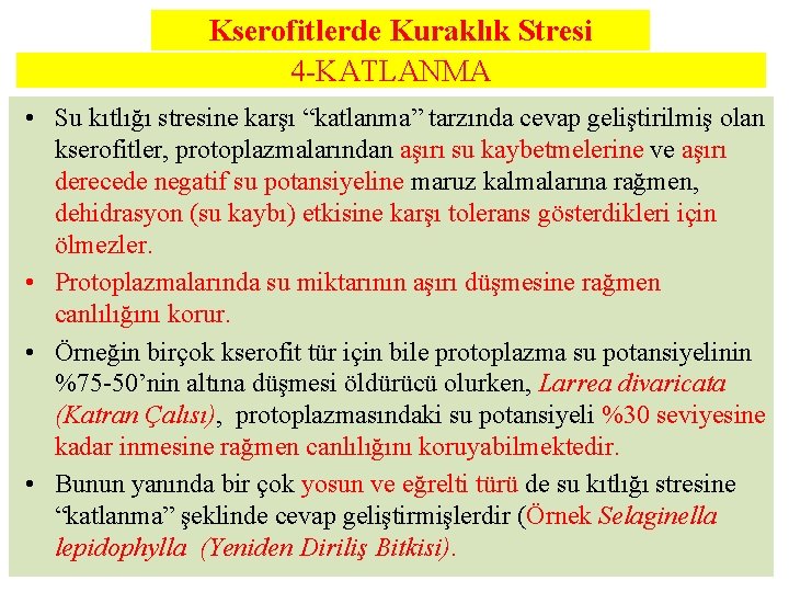 Kserofitlerde Kuraklık Stresi 4 -KATLANMA • Su kıtlığı stresine karşı “katlanma” tarzında cevap geliştirilmiş