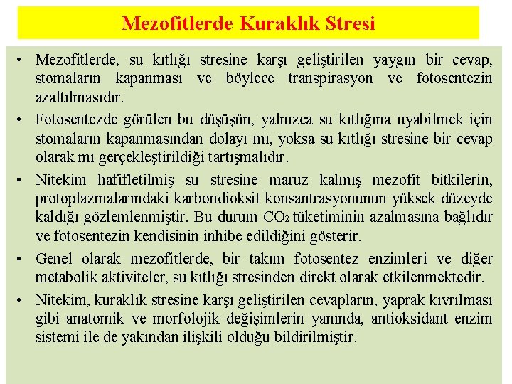 Mezofitlerde Kuraklık Stresi • Mezofitlerde, su kıtlığı stresine karşı geliştirilen yaygın bir cevap, stomaların