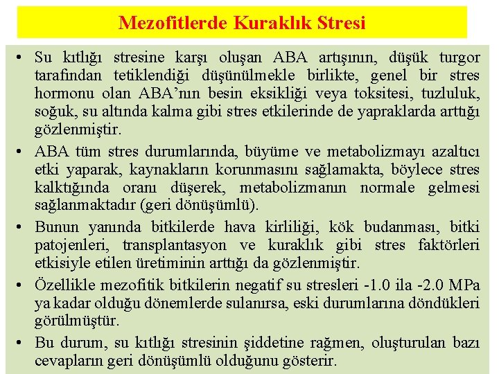 Mezofitlerde Kuraklık Stresi • Su kıtlığı stresine karşı oluşan ABA artışının, düşük turgor tarafından
