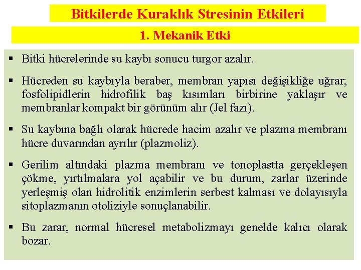 Bitkilerde Kuraklık Stresinin Etkileri 1. Mekanik Etki § Bitki hücrelerinde su kaybı sonucu turgor