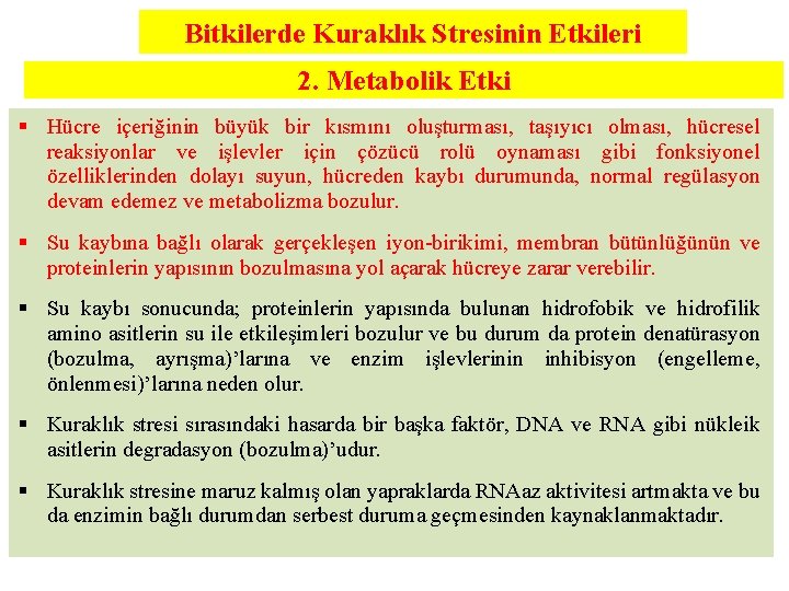 Bitkilerde Kuraklık Stresinin Etkileri 2. Metabolik Etki § Hücre içeriğinin büyük bir kısmını oluşturması,