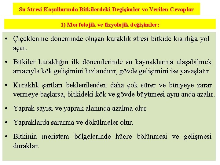 Su Stresi Koşullarında Bitkilerdeki Değişimler ve Verilen Cevaplar 1) Morfolojik ve fizyolojik değişimler: •