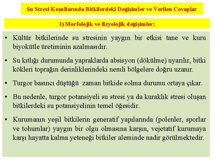 Su Stresi Koşullarında Bitkilerdeki Değişimler ve Verilen Cevaplar 1) Morfolojik ve fizyolojik değişimler: •