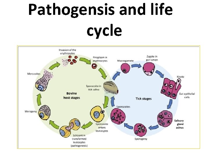 Pathogensis and life cycle 