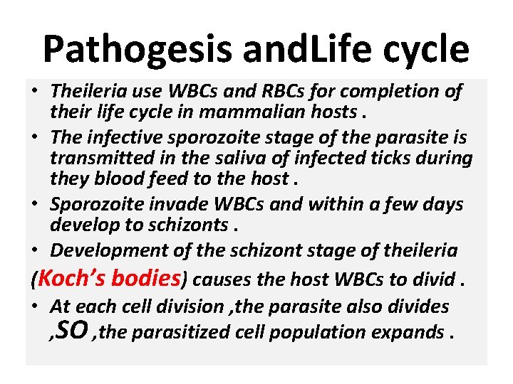 Pathogesis and. Life cycle • Theileria use WBCs and RBCs for completion of their