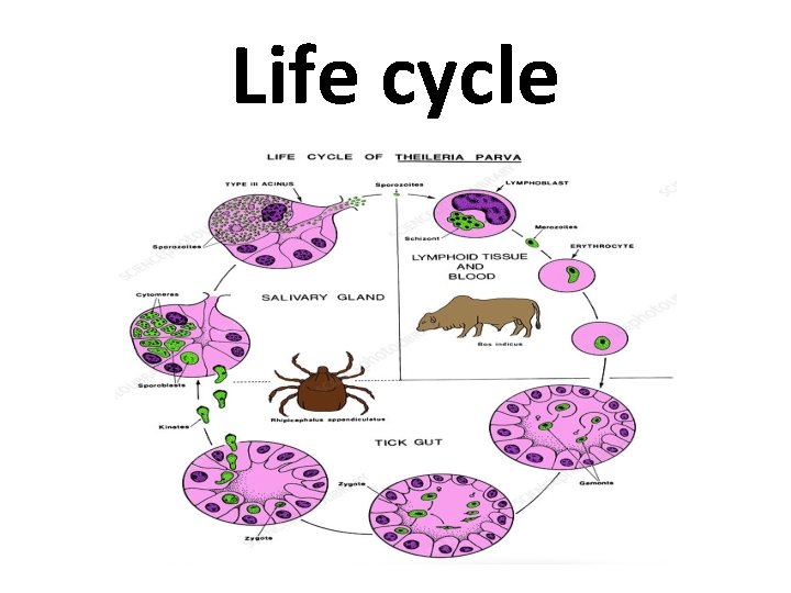 Life cycle 