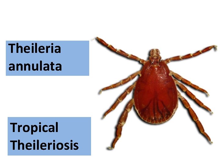 Theileria annulata Tropical Theileriosis 