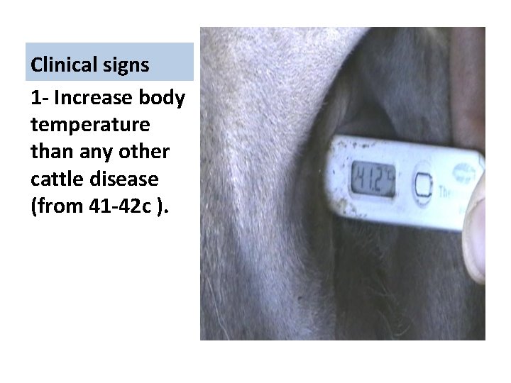 Clinical signs 1 - Increase body temperature than any other cattle disease (from 41