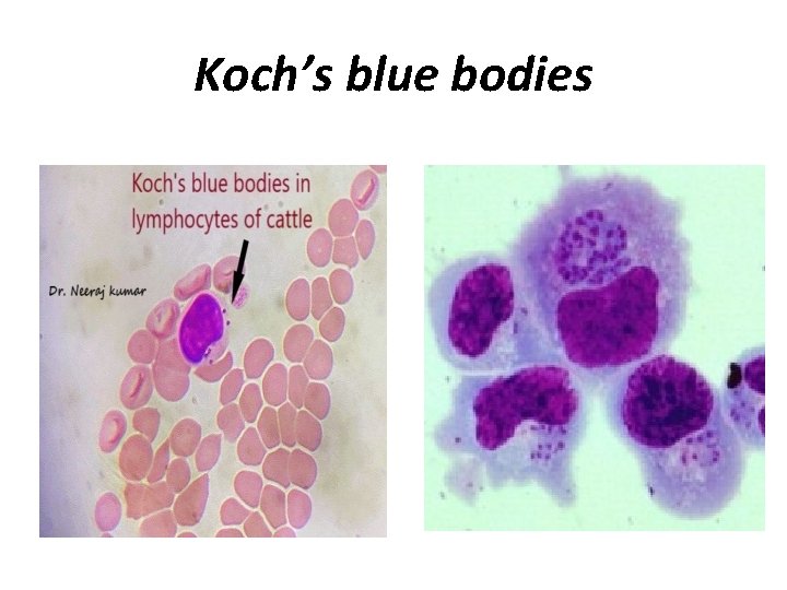 Koch’s blue bodies 