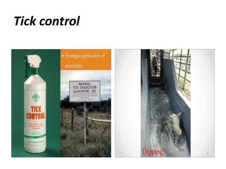 Tick control 