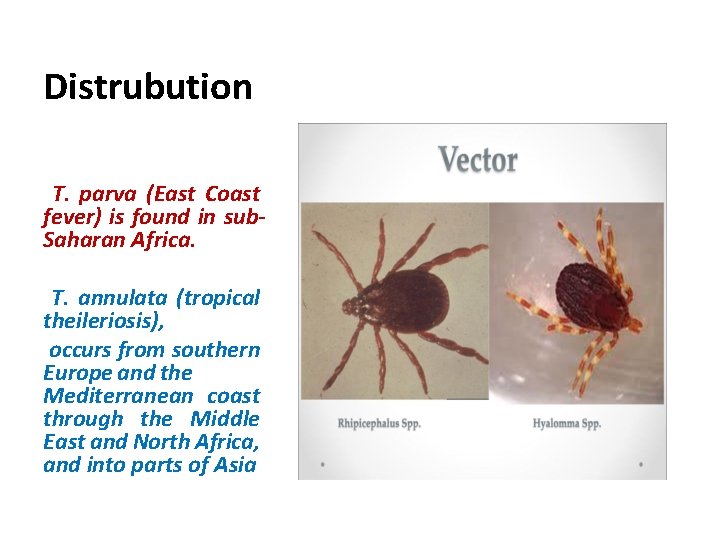 Distrubution T. parva (East Coast fever) is found in sub. Saharan Africa. T. annulata