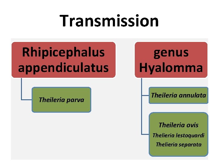 Transmission Rhipicephalus appendiculatus Theileria parva genus Hyalomma Theileria annulata Theileria ovis Thelieria lestoquardi Thelieria