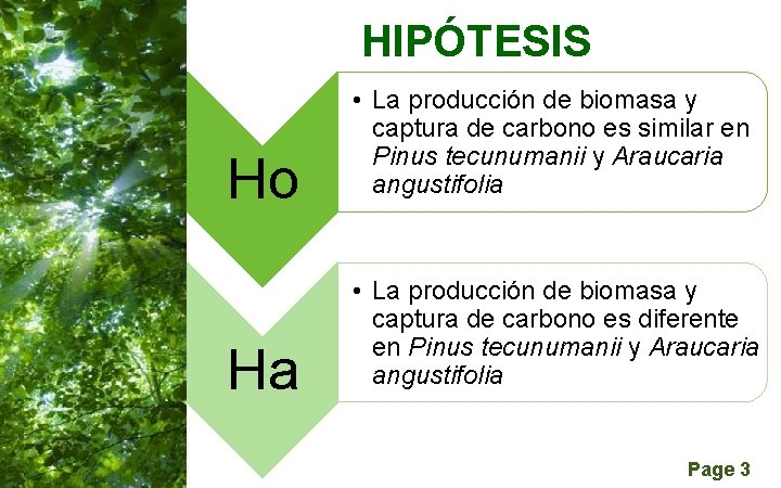 HIPÓTESIS Ho • La producción de biomasa y captura de carbono es similar en