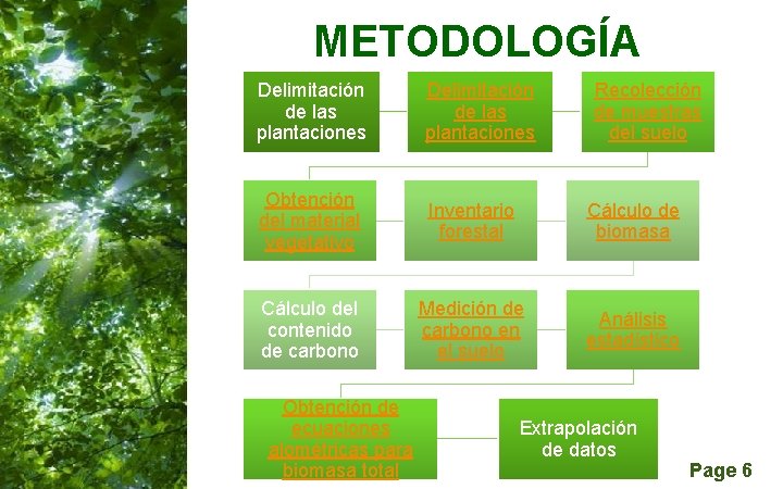 METODOLOGÍA Delimitación de las plantaciones Obtención del material vegetativo Inventario forestal Cálculo de biomasa