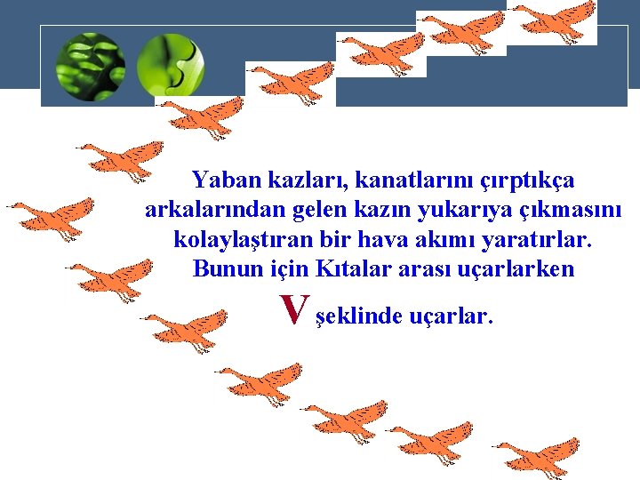 Yaban kazları, kanatlarını çırptıkça arkalarından gelen kazın yukarıya çıkmasını kolaylaştıran bir hava akımı yaratırlar.