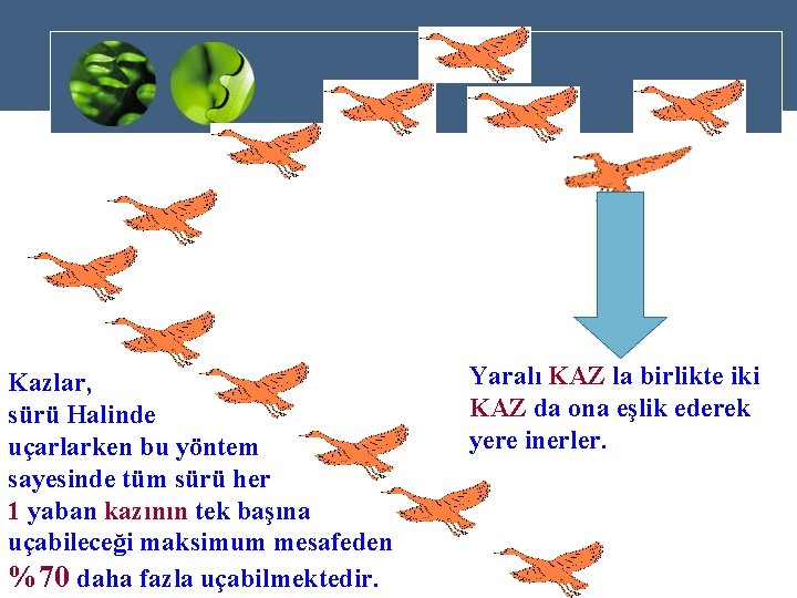 Kazlar, sürü Halinde uçarlarken bu yöntem sayesinde tüm sürü her 1 yaban kazının tek