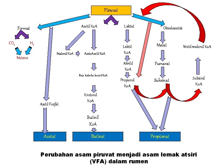 Piruvat Asetil Ko. A Format CO 2 H 2 Malonil Ko. A Metane Aseto.