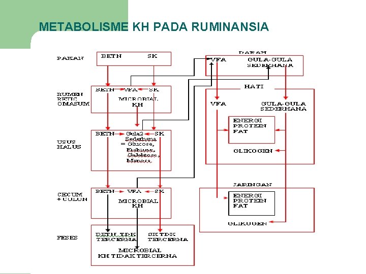 METABOLISME KH PADA RUMINANSIA 