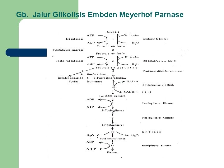 Gb. Jalur Glikolisis Embden Meyerhof Parnase 
