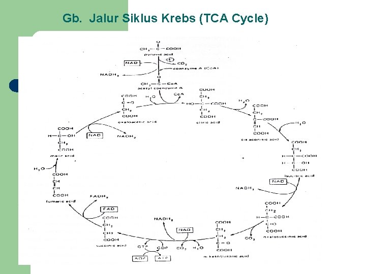 Gb. Jalur Siklus Krebs (TCA Cycle) 