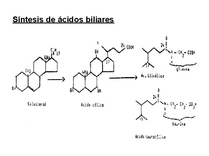 Síntesis de ácidos biliares 