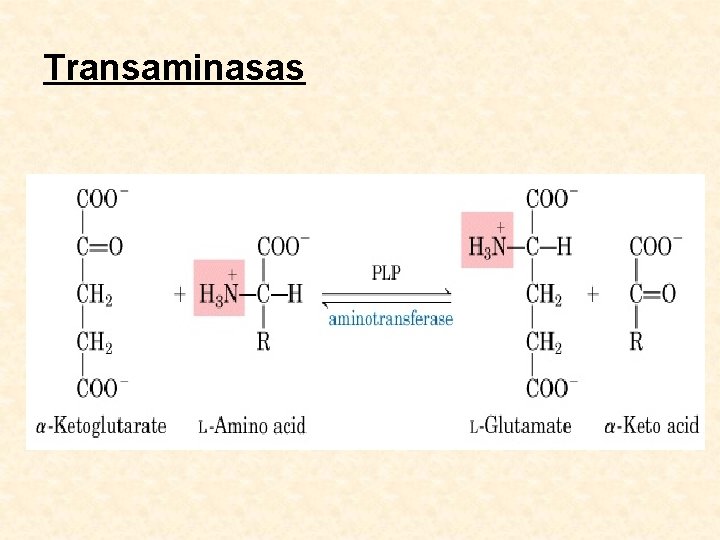 Transaminasas 