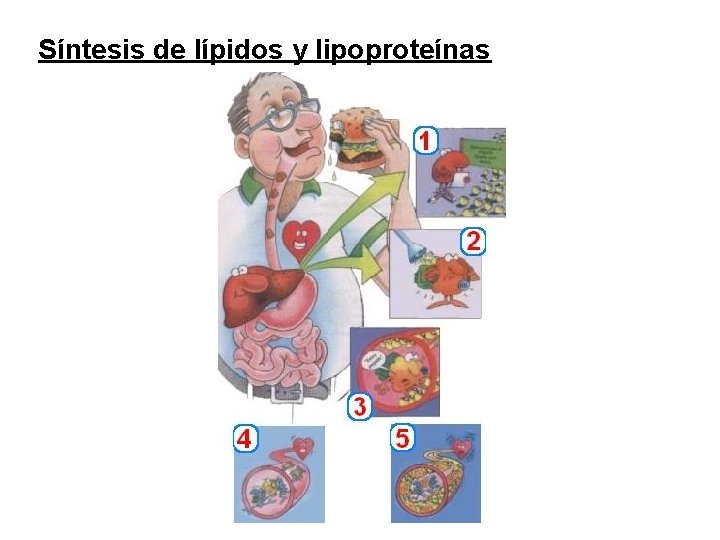 Síntesis de lípidos y lipoproteínas 