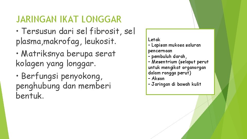 JARINGAN IKAT LONGGAR • Tersusun dari sel fibrosit, sel plasma, makrofag, leukosit. • Matriksnya