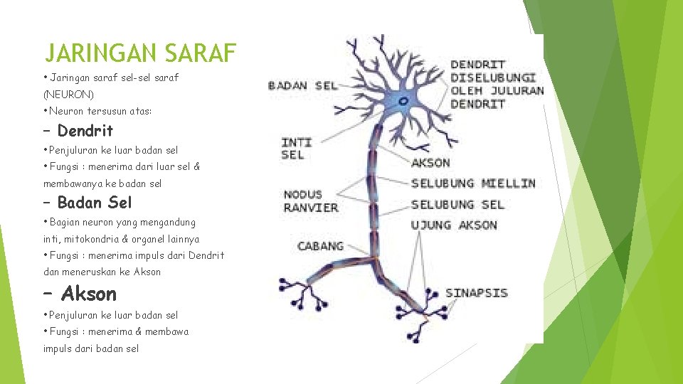 JARINGAN SARAF • Jaringan saraf sel-sel saraf (NEURON) • Neuron tersusun atas: – Dendrit