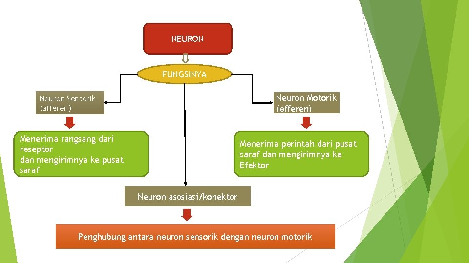 NEURON FUNGSINYA Neuron Motorik (efferen) Neuron Sensorik (afferen) Menerima rangsang dari reseptor dan mengirimnya