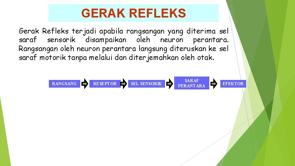 GERAK REFLEKS Gerak Refleks terjadi apabila rangsangan yang diterima sel saraf sensorik disampaikan oleh