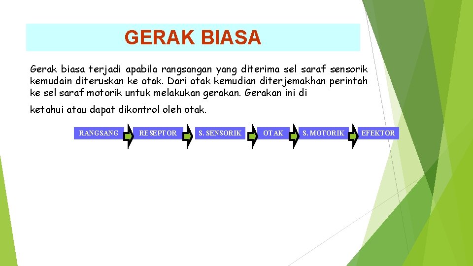 GERAK BIASA Gerak biasa terjadi apabila rangsangan yang diterima sel saraf sensorik kemudain diteruskan