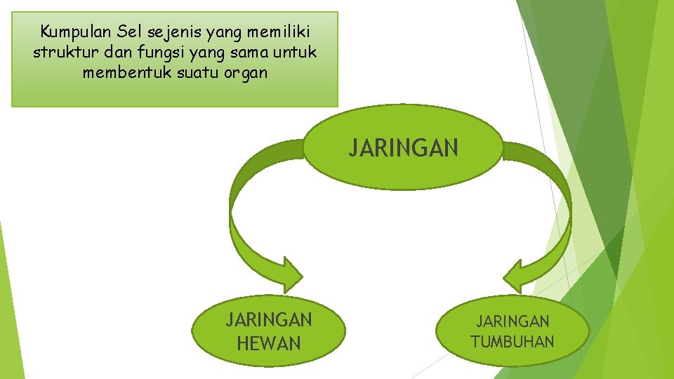 Kumpulan Sel sejenis yang memiliki struktur dan fungsi yang sama untuk membentuk suatu organ