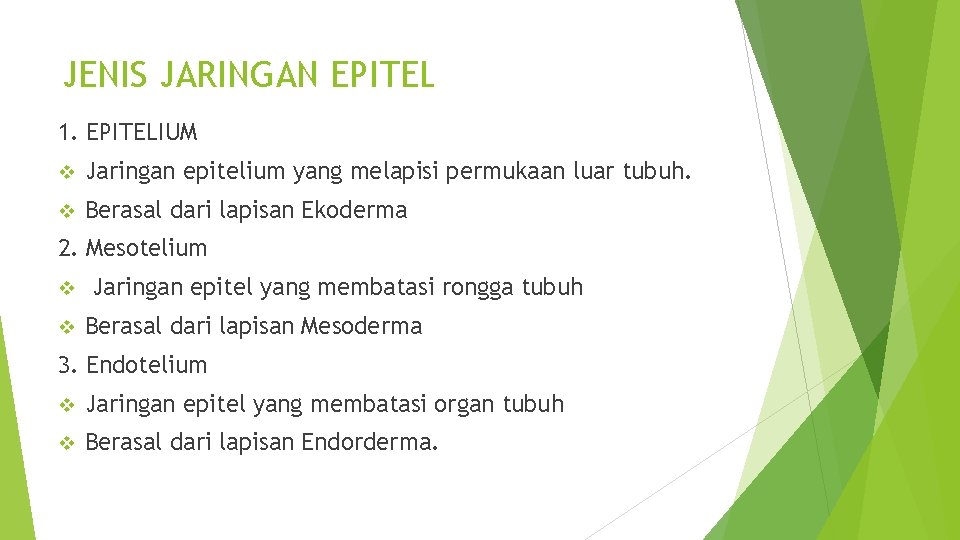 JENIS JARINGAN EPITEL 1. EPITELIUM v Jaringan epitelium yang melapisi permukaan luar tubuh. v