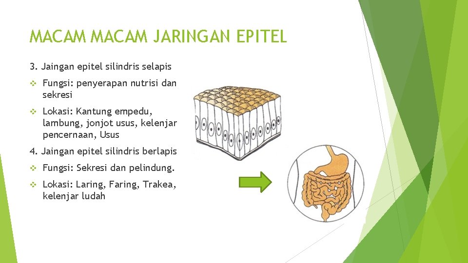 MACAM JARINGAN EPITEL 3. Jaingan epitel silindris selapis v Fungsi: penyerapan nutrisi dan sekresi