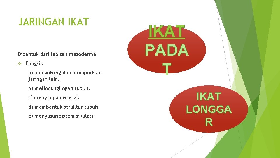 JARINGAN IKAT Dibentuk dari lapisan mesoderma v Fungsi : a) menyokong dan memperkuat jaringan