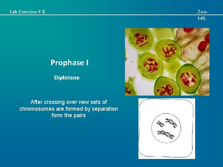 Lab Exercise # 8 Zoo 145 Prophase I Diplotene After crossing over new sets