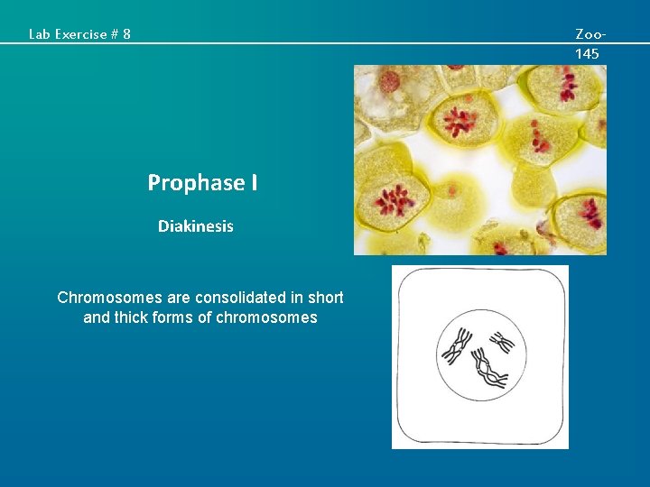 Lab Exercise # 8 Zoo 145 Prophase I Diakinesis Chromosomes are consolidated in short