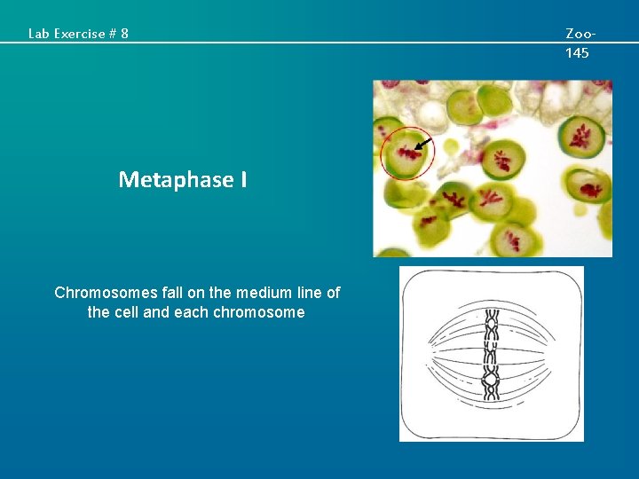 Lab Exercise # 8 Metaphase I Chromosomes fall on the medium line of the