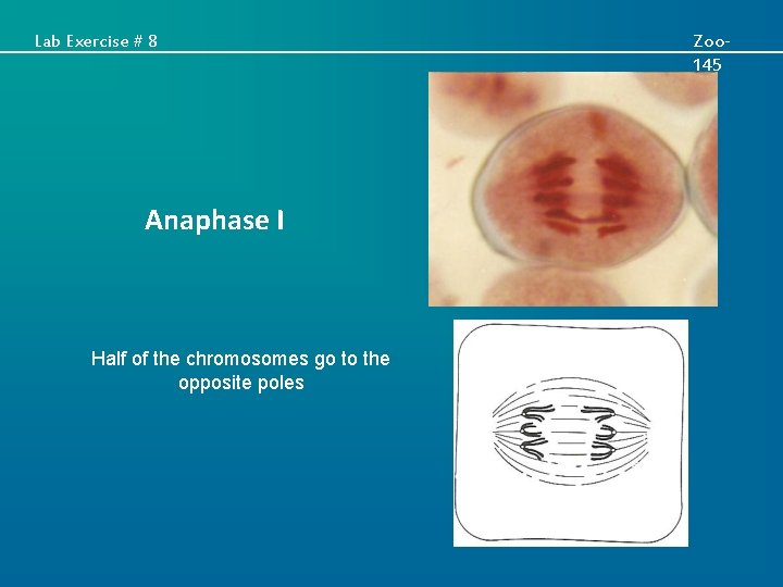 Lab Exercise # 8 Anaphase I Half of the chromosomes go to the opposite